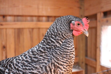 Chickens hens laying barn farm eggs coop