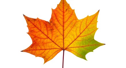 Fototapeta premium A beautifully detailed and isolated colorful autumn maple leaf on a clean white backdrop.