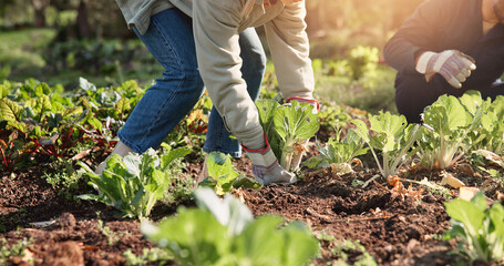 Fototapeta premium Hands, person and plants for farming outdoor with vegetables harvest, agriculture and sustainability. People, help and crops growth, nutrition production and healthy food for small business in nature