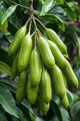 Fototapeta premium Cluster of Glossy Bilimbi Fruits with Elongated Green Shape