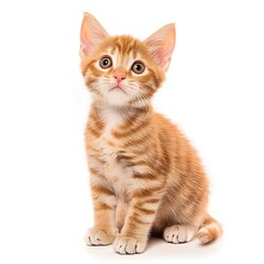 Fototapeta premium Adorable ginger tabby kitten sits patiently looking upwards with big eyes and curiosity in a brightly lit studio against a clean white background.
