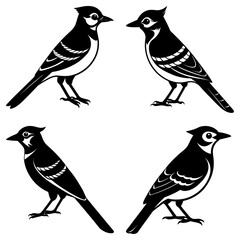 Blue Jay Silhouette vector illustration