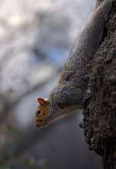 curious gray squirrel on a tree