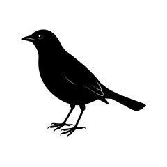 Blackbird Silhouette vector illustration
