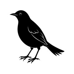 Blackbird Silhouette vector illustration