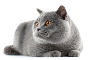 Grey cat with striking orange eyes resting on a white surface, showcasing its soft fur and calm demeanor
