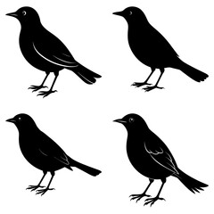Blackbird Silhouette vector illustration