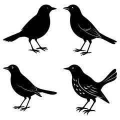 Blackbird Silhouette vector illustration