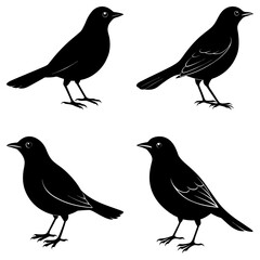 Blackbird Silhouette vector illustration