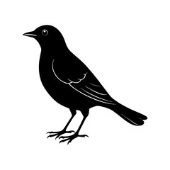 Blackbird Silhouette vector illustration