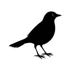 Blackbird Silhouette vector illustration