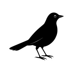 Blackbird Silhouette vector illustration