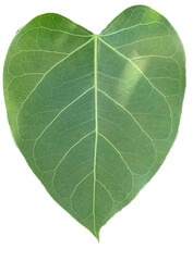 isolated Bodhi leaves, green heart shape leaves