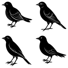 Bird Silhouette vector illustration