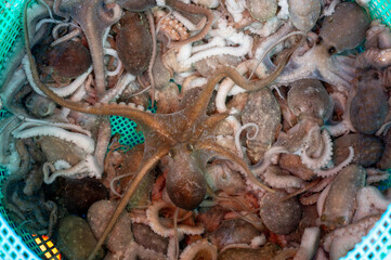 Korean seafood ingredient. Live octopus.