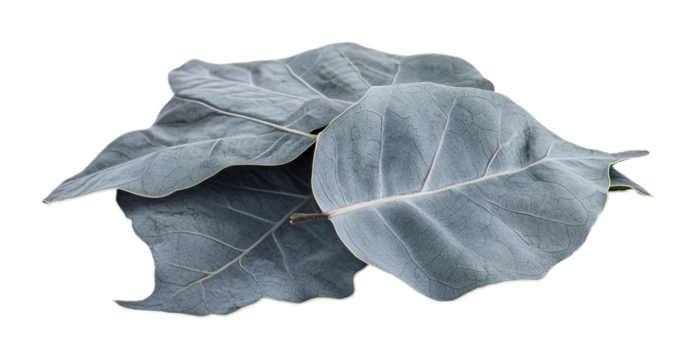 Peepal Tree Leaf - Sacred Peepal Tree Leaf for Religious Worship and Pooja Isolated on White Background