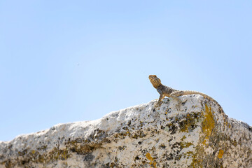 Laudakia stellio, also known as the starred agama or rough-tailed rock agama, is a lizard species commonly found in the rocky and arid regions of the Eastern Mediterranean. Known for its spiny appeara