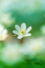 Bl&uuml;hende Buschwindr&ouml;schen im Fr&uuml;hjahr