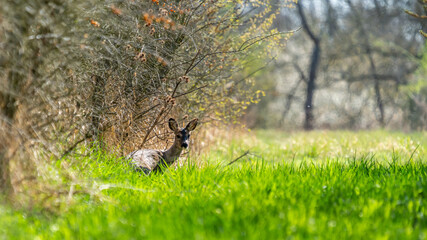 Ein Reh in freier Natur