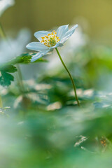 Blühende Buschwindröschen im Frühjahr