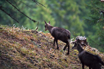 young chamois, rupicapra rupicapra, in the forest on the mountains at a spring morning