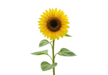 Single sunflower with green leaves and stem isolated on white background