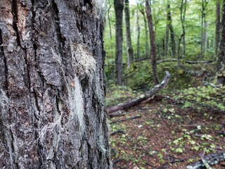 beautiful amazing patagonia nature in south america