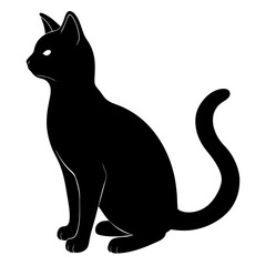 Black and white cat isolated on white background