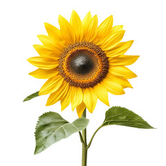 Obraz premium Sunflower (Helianthus annuus inflorescence) isolated png.png