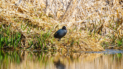 The coot (Fulica atra) is a medium-sized water bird that belongs to the Rallidae family.