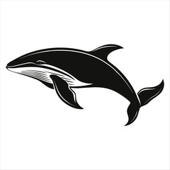 Obraz premium Black and White Humpback Whale Illustration in Swimming Pose White Background