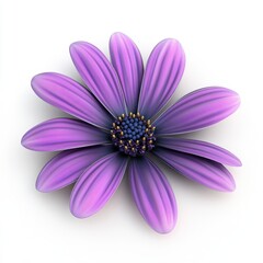 Obraz premium Purple osteospermum flower close up on white background