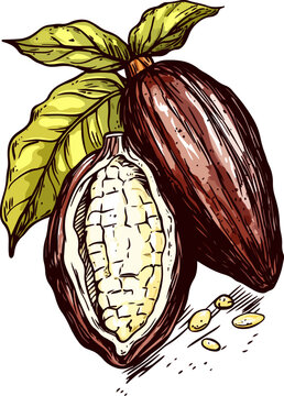 Cocoa fruits closed and open on a branch color vector illustration sketch style.