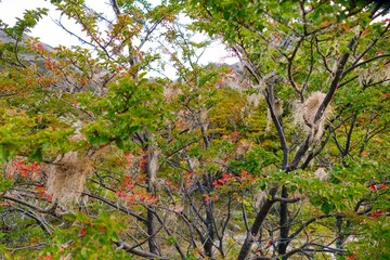 Fototapeta premium beautiful amazing patagonia nature in south america