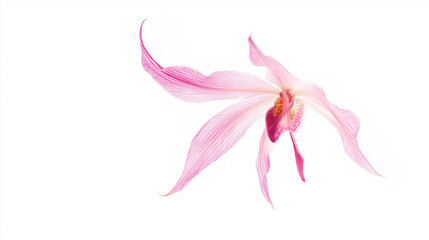 Three pink flowers with green leaves