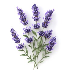 Naklejka premium Fragrant Lavender Arrangement: Exquisite close-up captures the delicate beauty of lavender with its vibrant purple blooms and refreshing green leaves, perfect for aromatherapy and floral design.