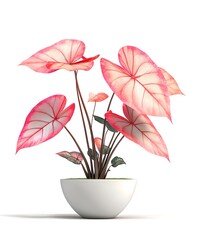 Obraz premium Pink Caladium Plant in White Pot: Capturing the elegance of a pink caladium plant, its heart-shaped leaves showcase delicate colors.