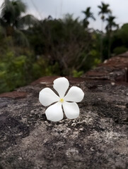 Sadabahar Catharanthus roseus Periwinkle White Flower with hand
