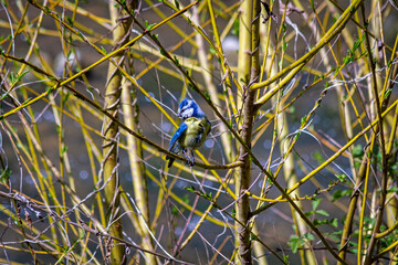 The tit cleans its feathers and turns its head among the spring branches.