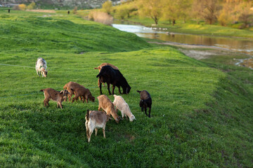 Beautiful rural landscape from the Republic of Moldova. Village life in spring.