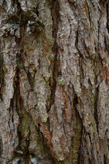 Close-up vertical image of pine bark structure with deep natural cracks and rugged texture. Great for nature templates, packaging, environmental education, and rustic backgrounds.