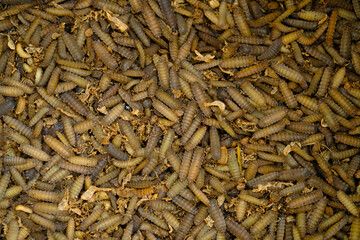 Black Soldier Fly Larvae (Hermetia illucens) or maggots are animals that are able to decompose...