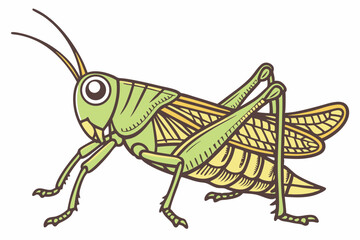 grasshopper on a white background