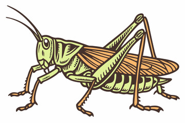grasshopper on white background