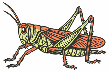 grasshopper isolated on white background