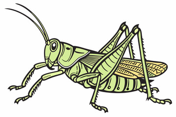 grasshopper isolated on white background