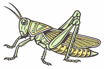 grasshopper sitting on a white background
