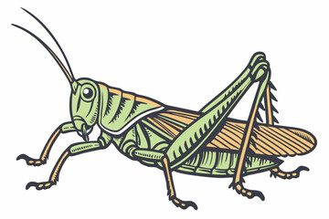 locust isolated on white background