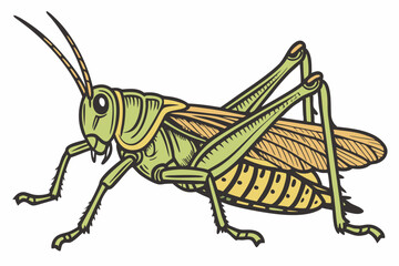 grasshopper on white background