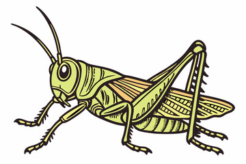 grasshopper on white background